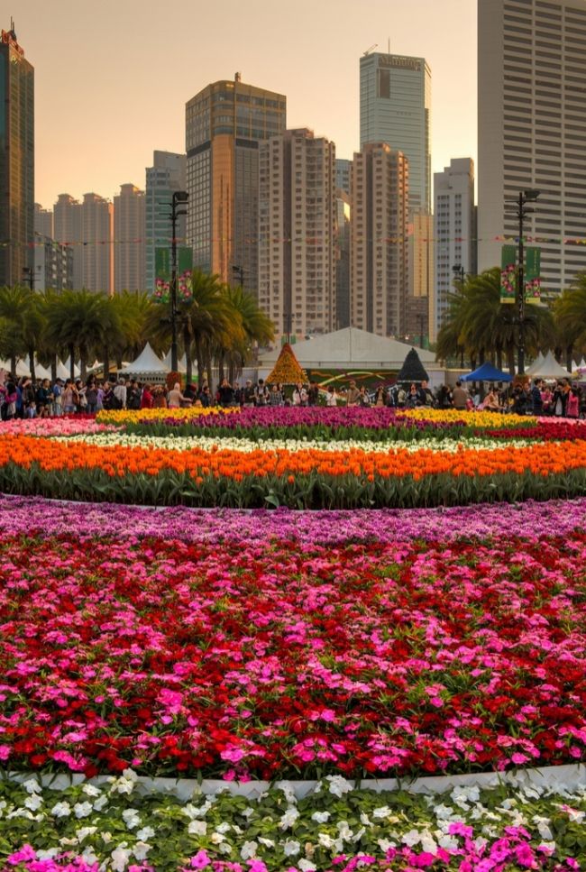 Фестиваль цветов в Гонконге «Hong Kong Flower Show 2013»