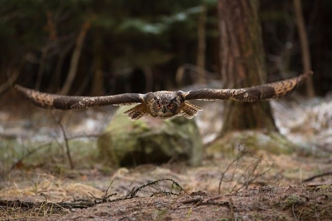 Owls in flight and life