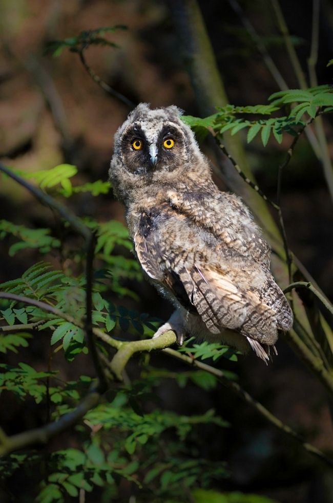 Owls in flight and life