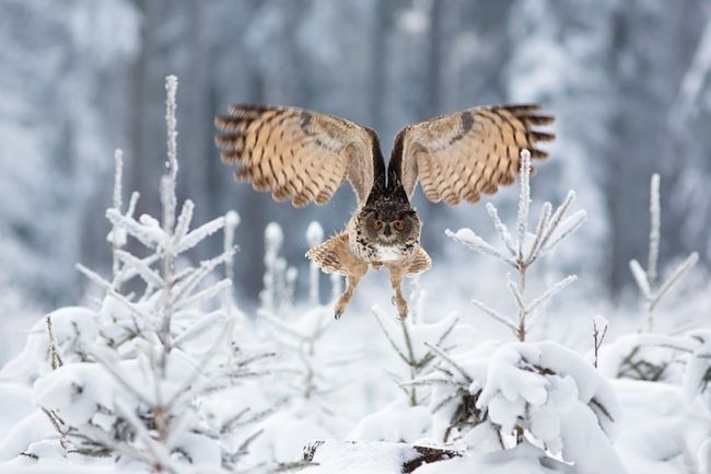 Owls in flight and life