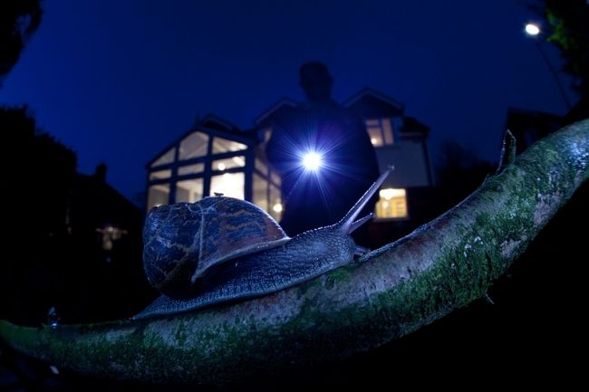 Победители фотоконкурса «International Garden Photographer of the Year»: часть вторая