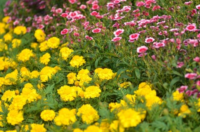 Фестиваль цветов в Гонконге «Hong Kong Flower Show 2013»