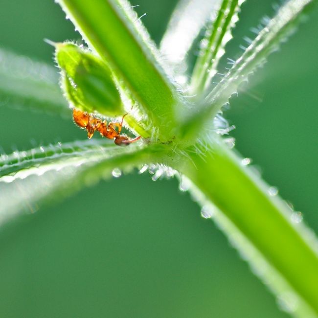 Переможці фотоконкурсу & laquo; International Garden Photographer of the Year & raquo ;: частина друга