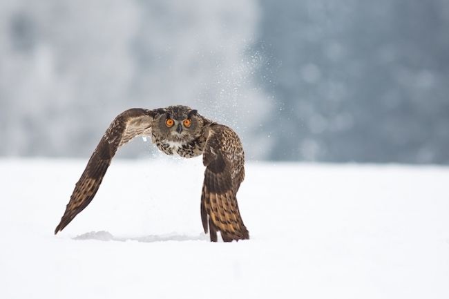 Owls in flight and life