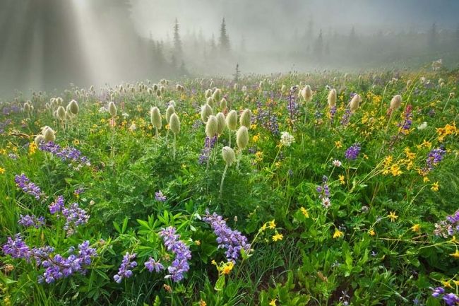 Переможці фотоконкурсу & laquo; International Garden Photographer of the Year & raquo ;: частина перша