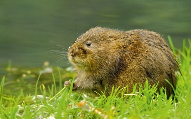 Переможці та фіналісти фотоконкурсу & laquo; Mammal Photographer of the Year 2013 & raquo;