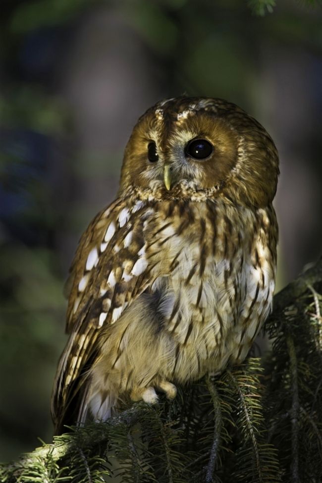 Owls in flight and life