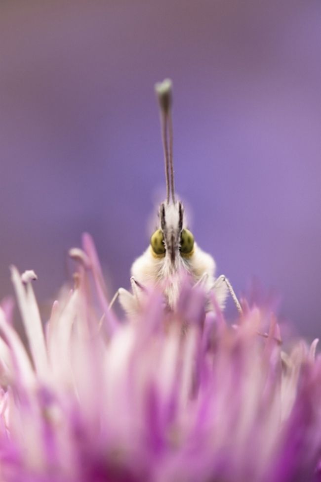 Победители фотоконкурса «International Garden Photographer of the Year»: часть вторая