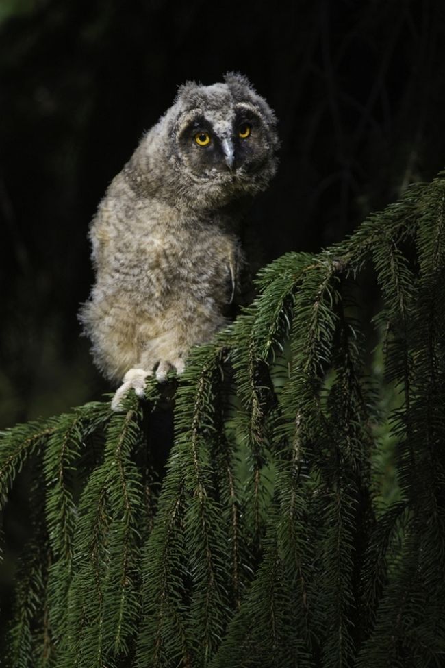 Owls in flight and life