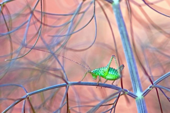 Переможці фотоконкурсу & laquo; International Garden Photographer of the Year & raquo ;: частина друга