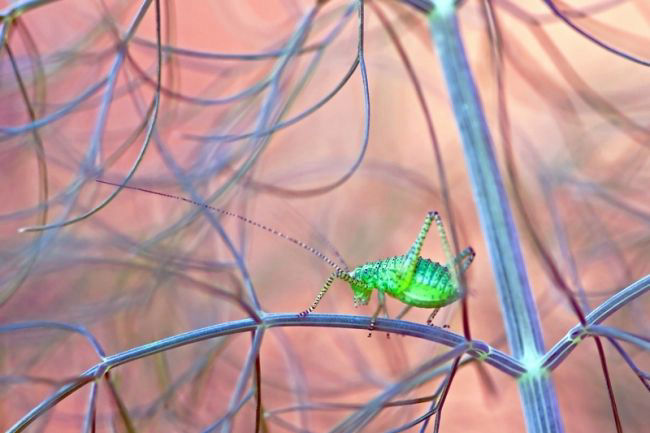 Победители фотоконкурса «International Garden Photographer of the Year»: часть вторая