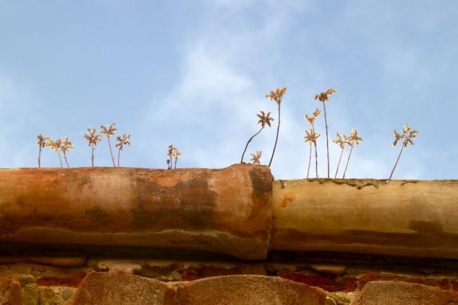 Переможці фотоконкурсу & laquo; International Garden Photographer of the Year & raquo ;: частина перша