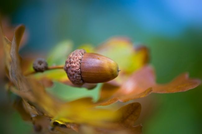 Победители фотоконкурса «International Garden Photographer of the Year»: часть первая