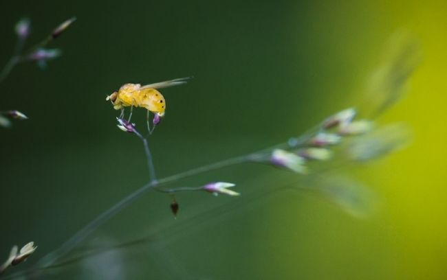 Победители фотоконкурса «International Garden Photographer of the Year»: часть вторая