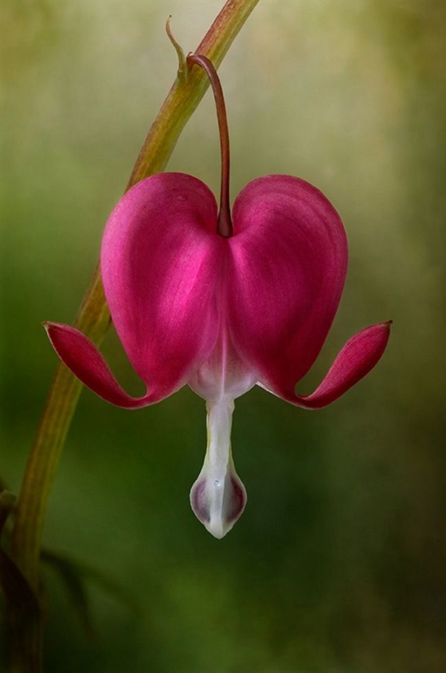 Победители фотоконкурса «International Garden Photographer of the Year»: часть первая