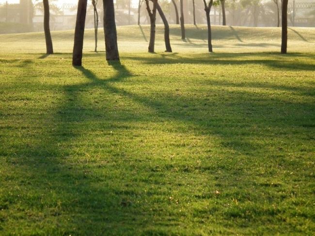 Победители фотоконкурса «International Garden Photographer of the Year»: часть третья