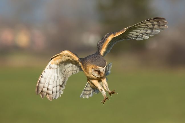 Owls in flight and life