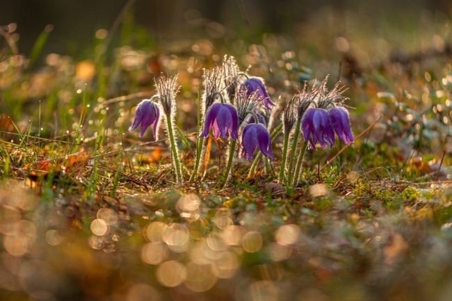 Переможці фотоконкурсу & laquo; International Garden Photographer of the Year & raquo ;: частина перша