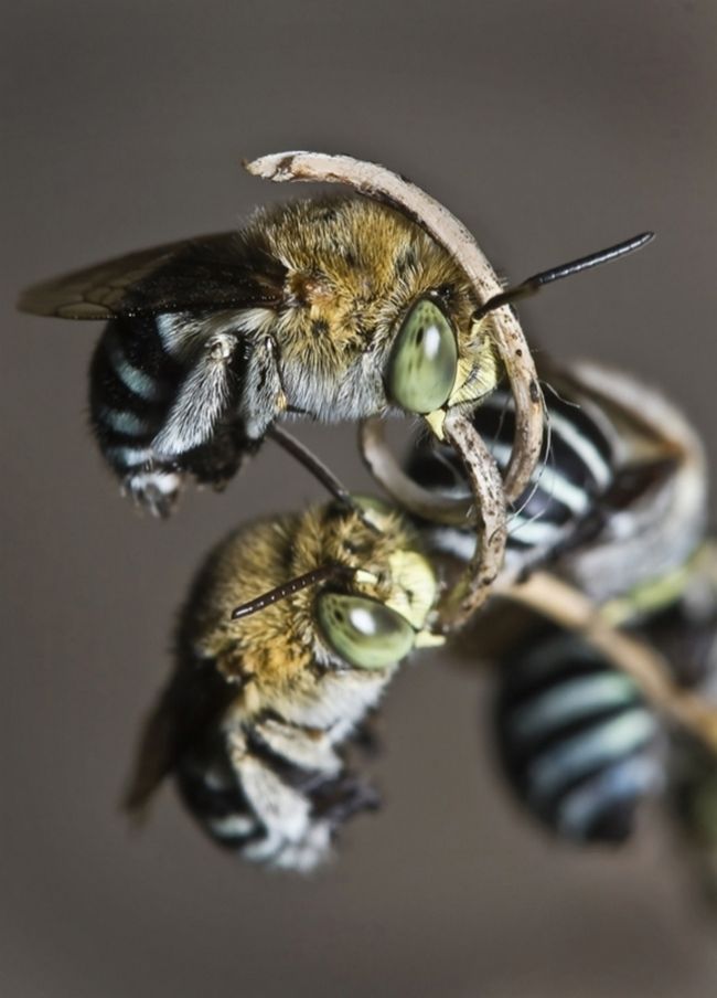 Победители фотоконкурса «International Garden Photographer of the Year»: часть вторая