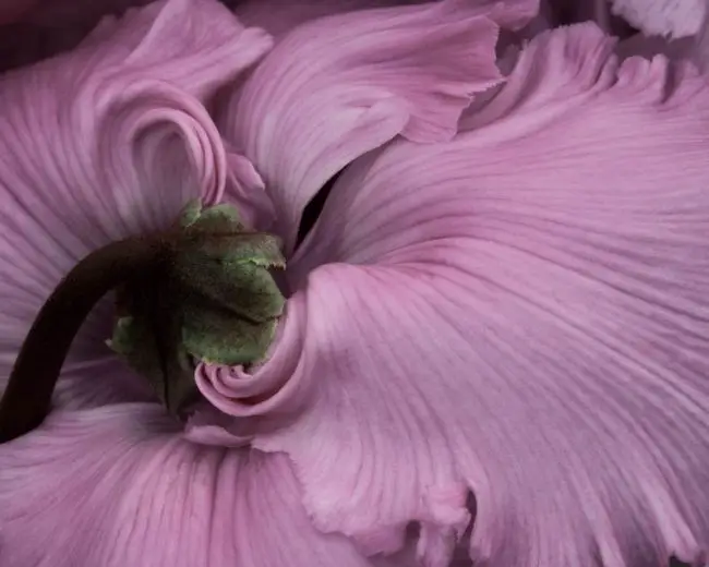Победители фотоконкурса «International Garden Photographer of the Year»: часть первая