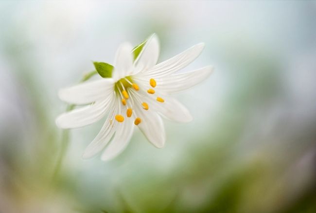 Победители фотоконкурса «International Garden Photographer of the Year»: часть первая