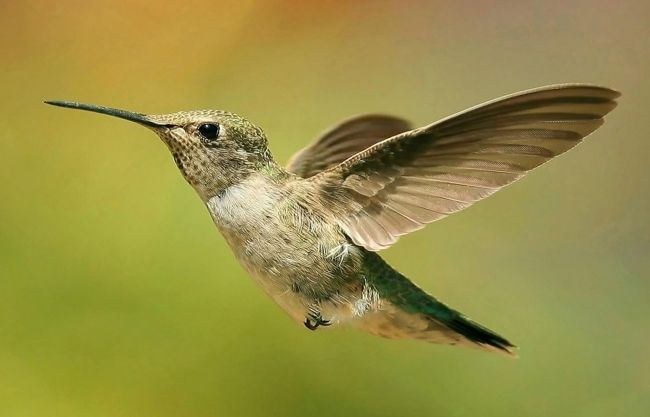 Пряма трансляція з гнізда Колібрі (Hummingbird)