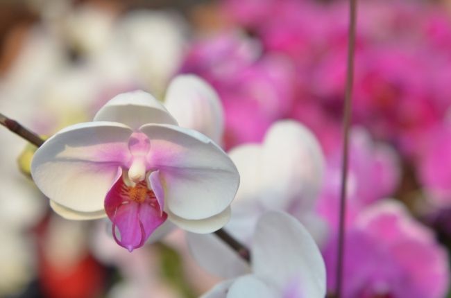 Фестиваль квітів в Гонконзі & laquo; Hong Kong Flower Show 2013 & raquo;