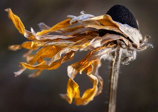 Победители фотоконкурса «International Garden Photographer of the Year»: часть первая