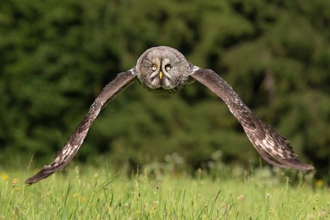 Owls in flight and life