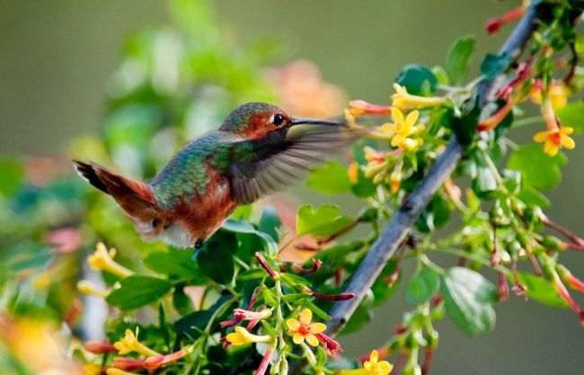 Пряма трансляція з гнізда Колібрі (Hummingbird)