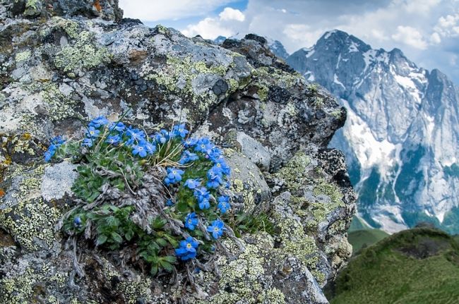 Переможці фотоконкурсу & laquo; International Garden Photographer of the Year & raquo ;: частина перша