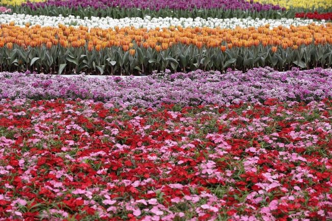 Фестиваль цветов в Гонконге «Hong Kong Flower Show 2013»