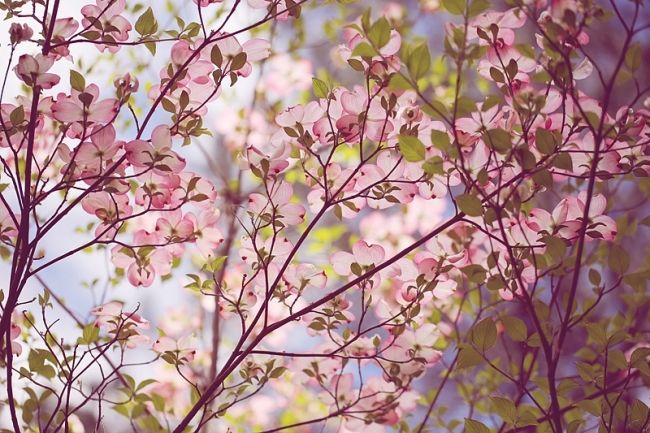 Победители фотоконкурса «International Garden Photographer of the Year»: часть первая