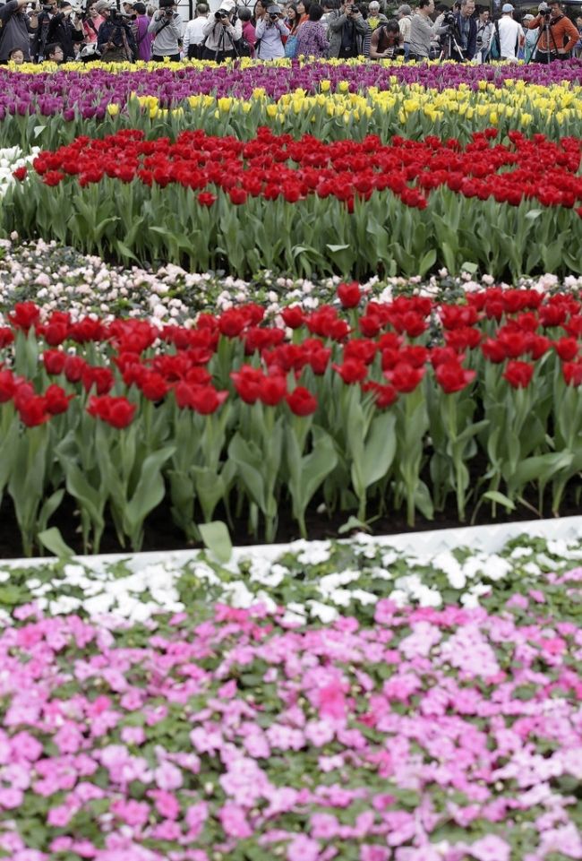 Фестиваль квітів в Гонконзі & laquo; Hong Kong Flower Show 2013 & raquo;