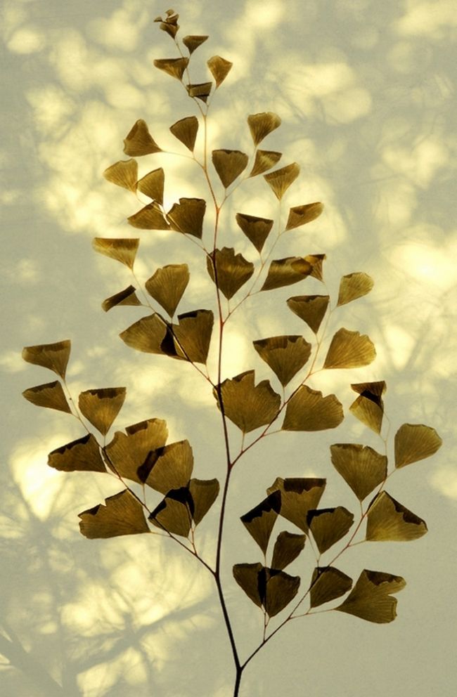 Переможці фотоконкурсу & laquo; International Garden Photographer of the Year & raquo ;: частина перша