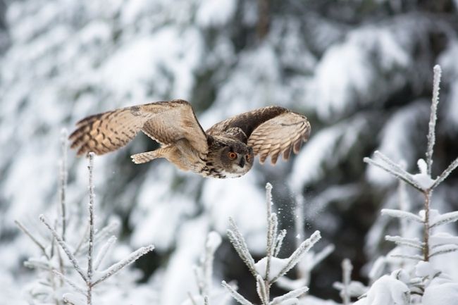 Owls in flight and life