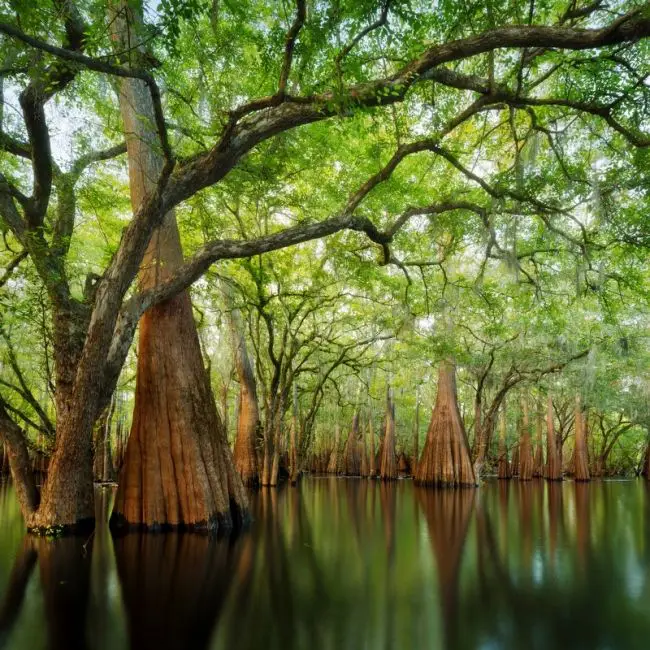 Победители фотоконкурса «International Garden Photographer of the Year»: часть первая