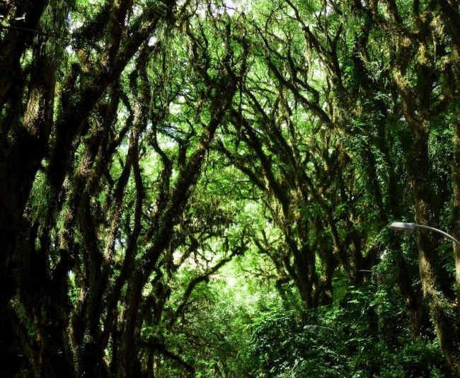 The greenest street in the world