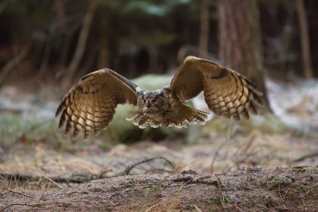 Owls in flight and life