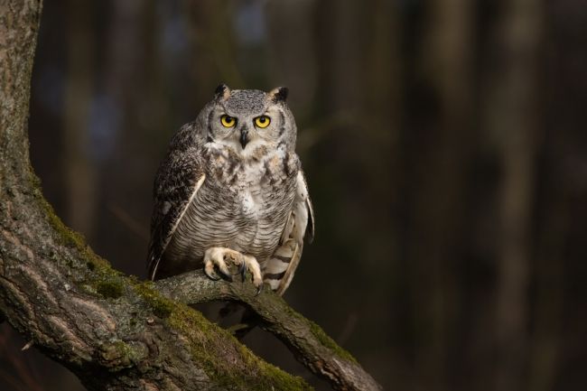 Owls in flight and life