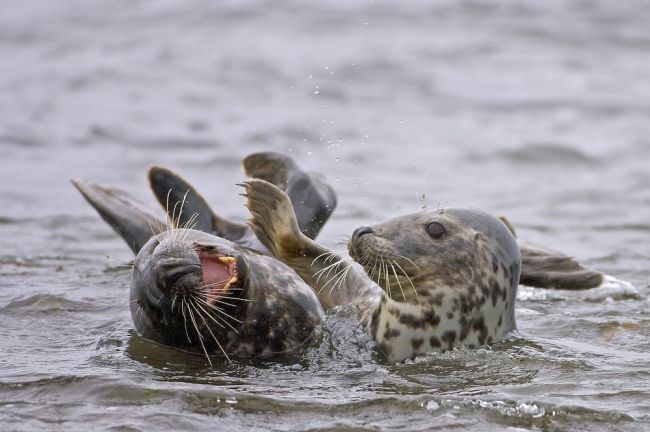 Победители и финалисты фотоконкурса «Mammal Photographer of the Year 2013»