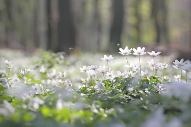 Победители фотоконкурса «International Garden Photographer of the Year»: часть первая