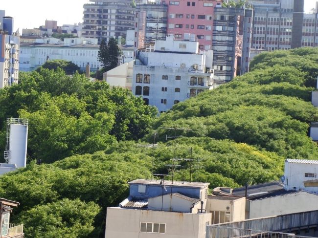 The Greenest Street in the World