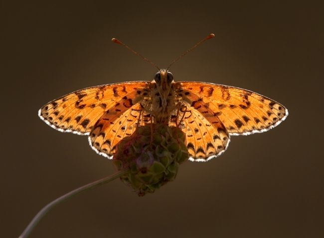 Победители фотоконкурса «International Garden Photographer of the Year»: часть вторая