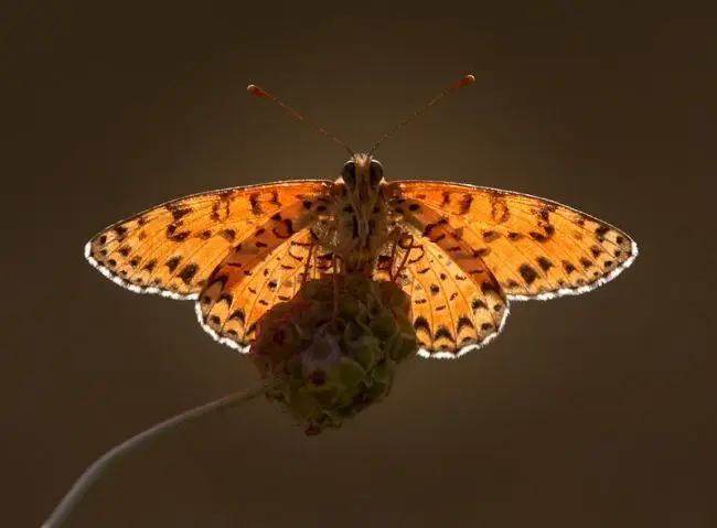 Победители фотоконкурса «International Garden Photographer of the Year»: часть вторая