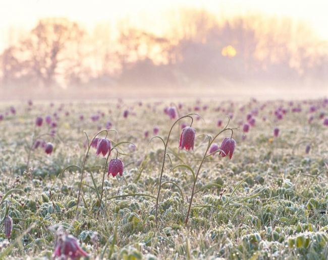 Победители фотоконкурса «International Garden Photographer of the Year»: часть первая