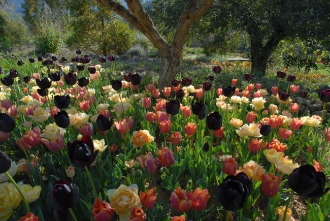 Победители фотоконкурса «International Garden Photographer of the Year»: часть третья