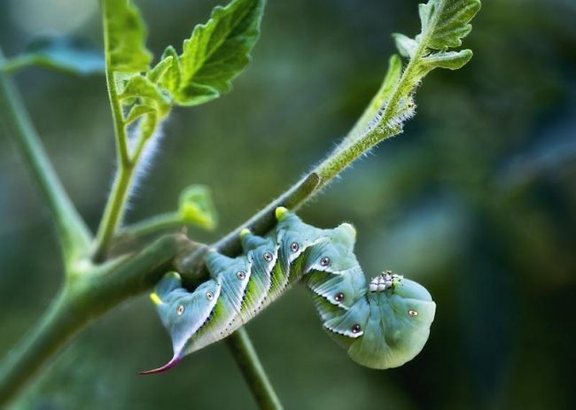 Переможці фотоконкурсу & laquo; International Garden Photographer of the Year & raquo ;: частина друга