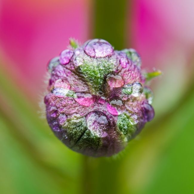 Победители фотоконкурса «International Garden Photographer of the Year»: часть вторая