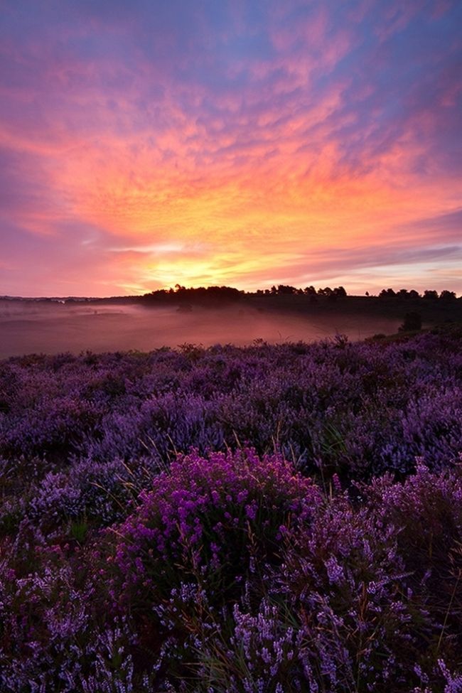 Победители фотоконкурса «International Garden Photographer of the Year»: часть первая